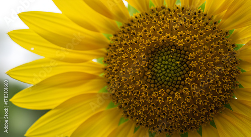 Detailed Close-up of a Sunflower's Center