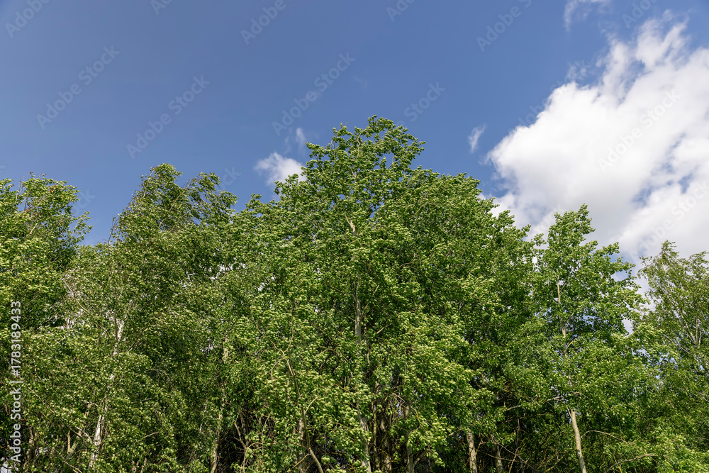 Fototapeta premium mixed forest with different types of deciduous trees in sunny warm weather with large and strong winds in summer