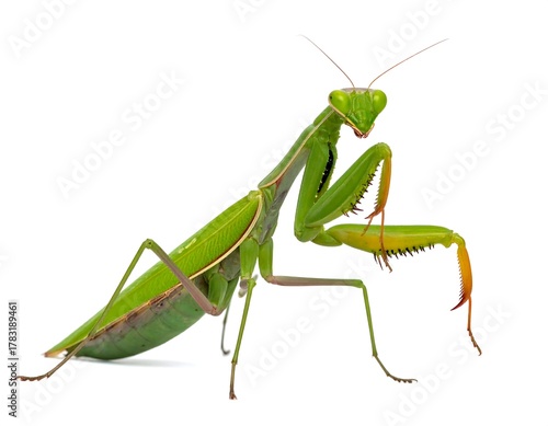 Vivid green insect with triangular head posed on a white background