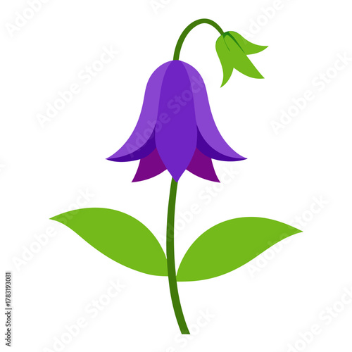 balloon flower on white background