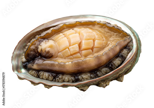 single fresh abalone isolated image