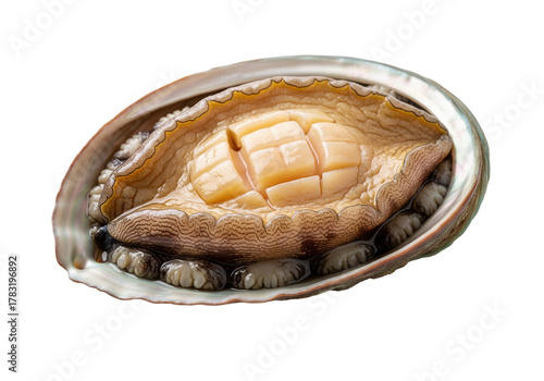 single fresh abalone isolated image