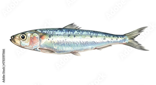 Fresh watercolor sardine illustration perfect for seafood menus, recipe cards, and culinary blogs or restaurants, offering a vibrant touch of the sea