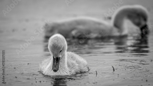 High resolution close up color image of a family of swans adult and young in a local pond during a cold winter day- Armenia