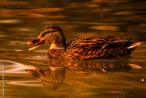 Oasi WWF di Marmirolo, Reggio Emilia, Emilia Romagna, italia.