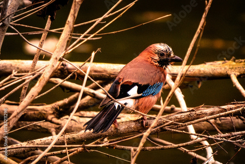 Oasi WWF di Marmirolo, Reggio Emilia, Emilia Romagna, italia.