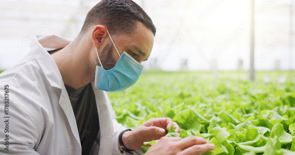 Fototapeta premium Man, scientist and vegetable inspection in greenhouse with face mask, space and agro research job. Person, ppe and quality control with gmo crops, check lettuce and leafy greens with sustainability