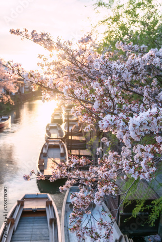 Billede på lærred cherry blossom along Yanagawa Kanko Kaihatsu river at sunset, Fukuoka