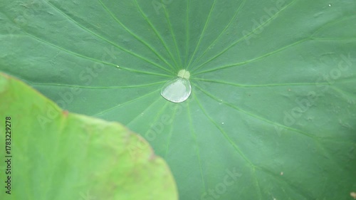 Close Up of Water Droplet on Large Green Leaf, Showcasing Intricate Veins and Texture, Evoking Tranquility and Connection to Nature in Botanical Scene