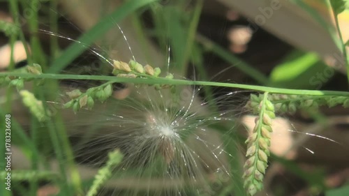 A close-up view of a plant seed with a white, fluffy, parachute-like structure (pappus) caught among green blades of grass. It's an arrested flight of nature's design.