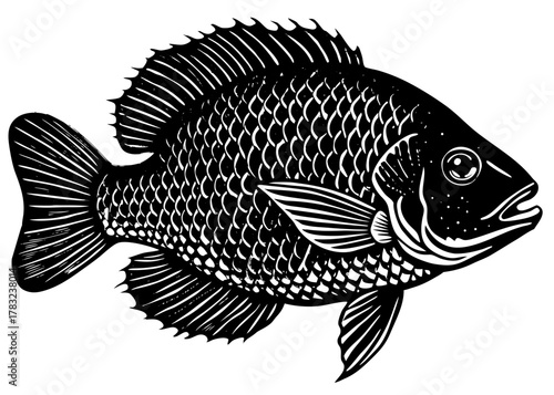 Bluegill — Small Colorful Freshwater Fish of American Lakes and Ponds