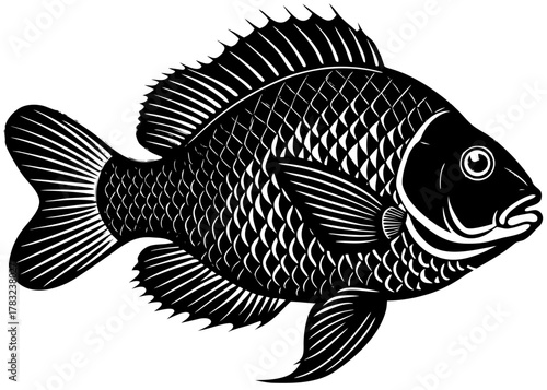 Bluegill — Small Colorful Freshwater Fish of American Lakes and Ponds