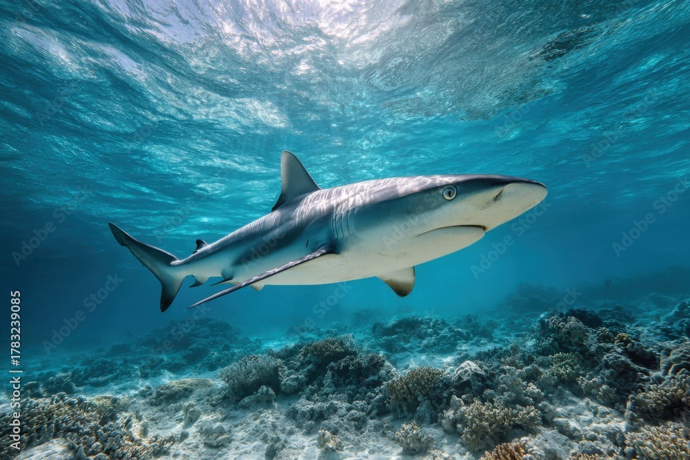 Fototapeta premium Graceful shark gliding effortlessly over vibrant coral reef in clear tropical waters during a sunny afternoon