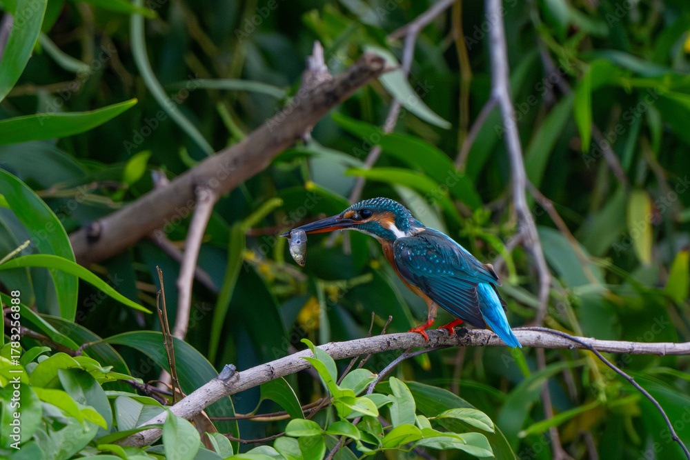 Obraz premium The common kingfisher in a natural pond is looking for food.