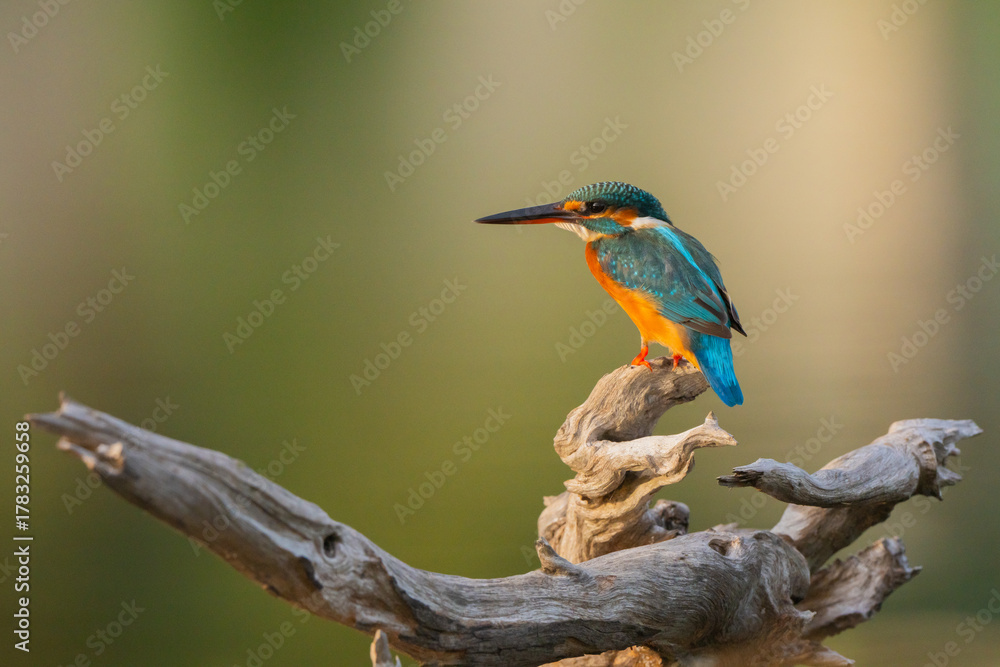 Obraz premium The common kingfisher in a natural pond is looking for food.