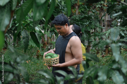 The farmer carries a woven basket full of green mangoes, while his wife looks up at the branches, checking for remaining fruit after rain in their peaceful orchard.