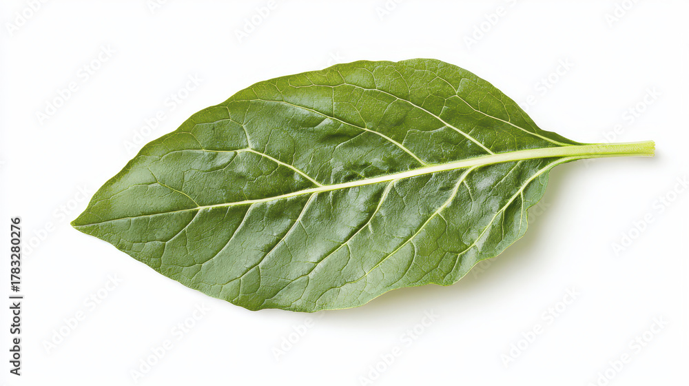 Obraz premium Fresh green chard leaf isolated on white background, showcasing its vibrant color and texture, perfect for culinary use