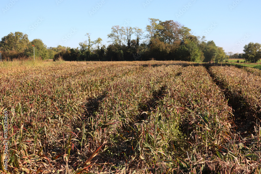 Obraz premium Cut Sorghum plants in the field after the harvest on autumn season. Sorghum agricultural cultivation in northern Italy