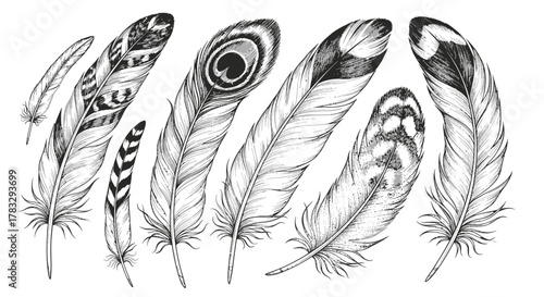 Detailed black and white sketch illustration of various bird feathers with intricate patterns and textures.