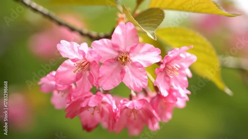 A close-up showcases a cluster of delicate pink blossoms, accented by yellow leaves and set against a soft green backdrop