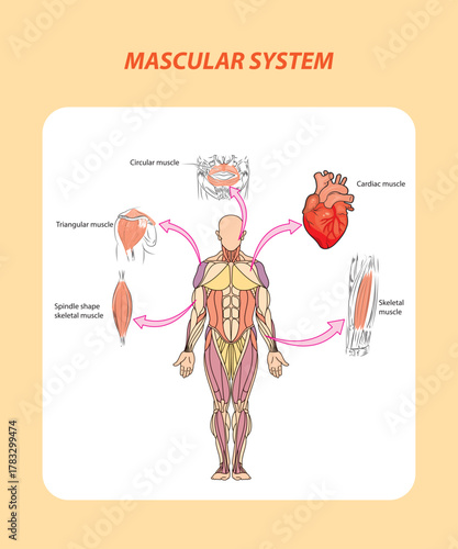 Human Muscular System Medical Poster Man