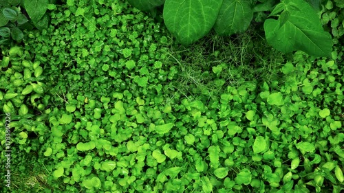 Time lapse top view of variety of microgreens sprouts like broccoli, kale, radish, peas growing alongside beans, alfalfa, buckwheat and other in light tent while indoor gardening