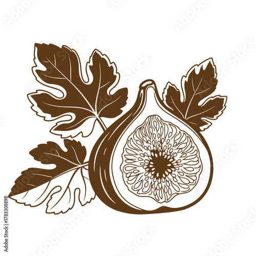 Artistic vintage illustration of a brown fig fruit cut in half with leaves on a white background