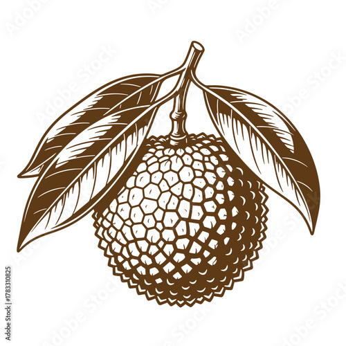 Detailed vintage art illustration of a freshly picked lychee fruit with leaves