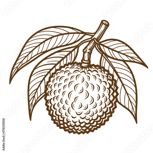 Detailed vintage art illustration of a lychee fruit with leaves and branch in brown color