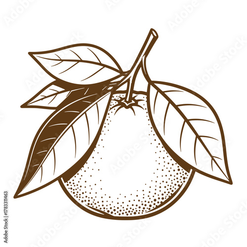 Detailed vintage art illustration of an orange fruit with leaves on a white background