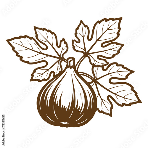 Elegant brown fig fruit and leaves vintage art illustration on white background
