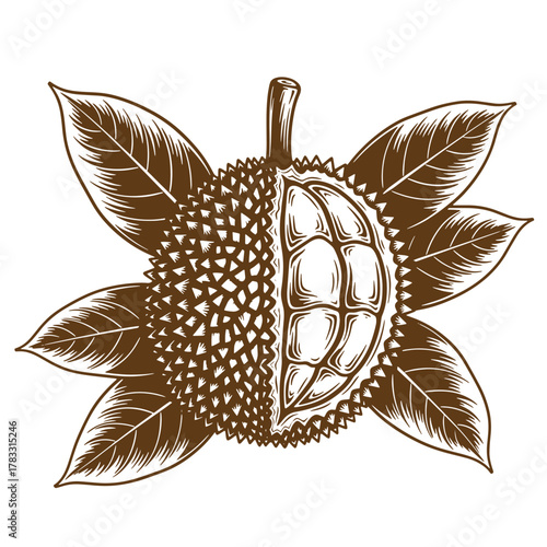 Vintage art illustration of a durian fruit with leaves in detailed brown graphic style