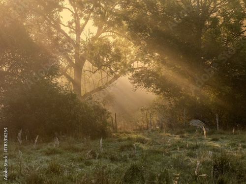 sunrise in the forest