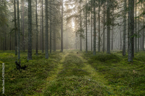 morning in the forest