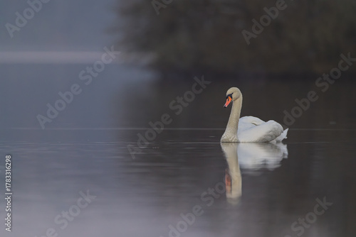 Fototapeta Naklejka Na Ścianę i Meble -  swan on the lake