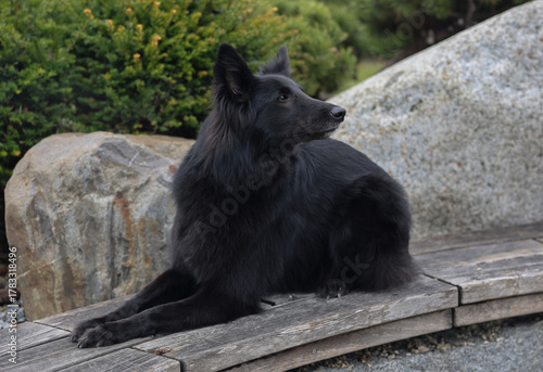 Stunning Groenendael Belgian sheep dog is posing for the camera outdoors



