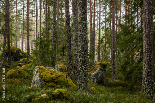 Mossy large boulders in a pine forest. Erratic origin from glaciers.