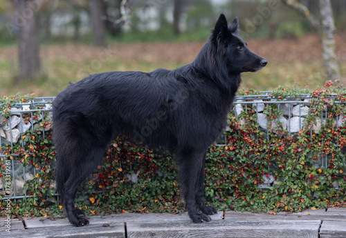 Stunning Groenendael Belgian sheep dog is posing for the camera outdoors



