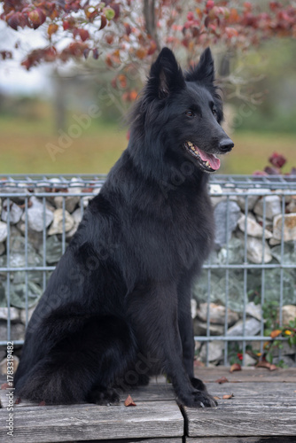 Stunning Groenendael Belgian sheep dog is posing for the camera outdoors




