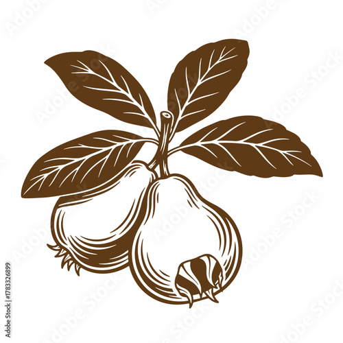 Beautiful vintage art illustration of two pear-shaped guava fruits with leaves on a branch