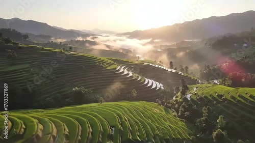 Rice terraced rice field