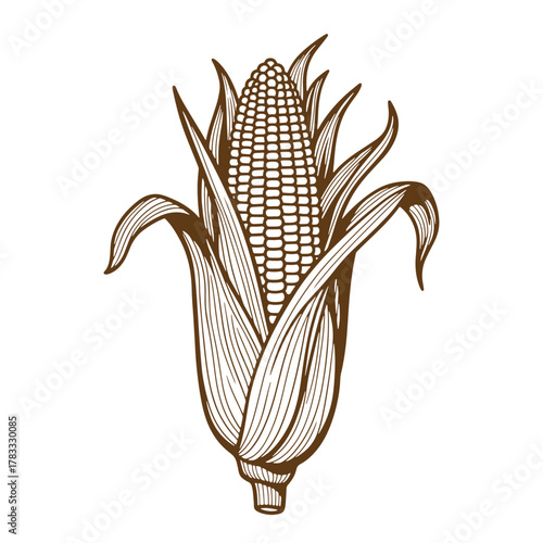Detailed vintage art illustration of a brown corn on the cob with intricate lines
