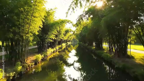 Sun rays through trees