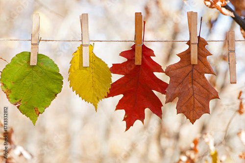 Multicolored autumn leaves on clothespins, isolated on a light natural background. changes in nature, environment. close-up. leaves hang on a string, autumn season