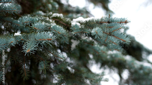 Christmas tree. pine branch in the snow. branches of a snow-covered coniferous tree. close-up. tree in winter forest. natural background. spring time. winter season, cold time. autumn, first frost