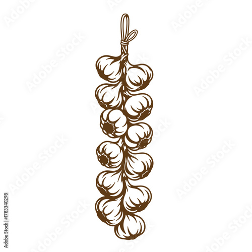 Vintage art illustration of garlic bulbs hanging together depicting organic food