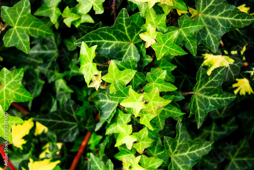 green leaves in the garden