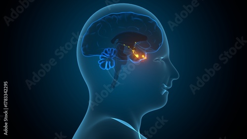 Human pituitary gland anatomy. 3d illustrations