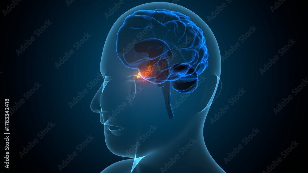 Obraz premium Human pituitary gland anatomy. 3d illustrations