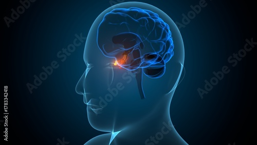 Human pituitary gland anatomy. 3d illustrations